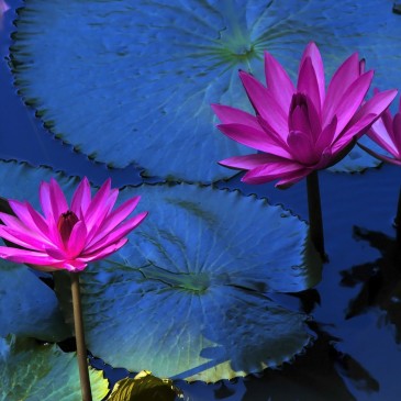 Mindfulness