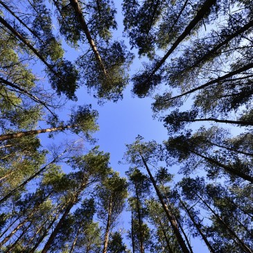 Il Progetto Albero – un piccolo gesto concreto di consapevolezza