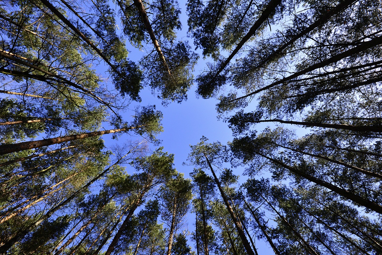 Il Progetto Albero – un piccolo gesto concreto di consapevolezza