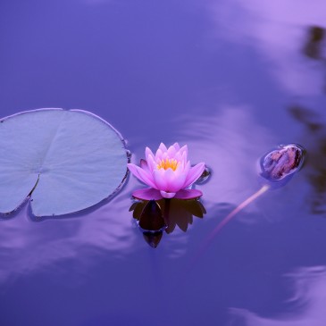 Conclusione Corso di Mindfulness a Scandiano