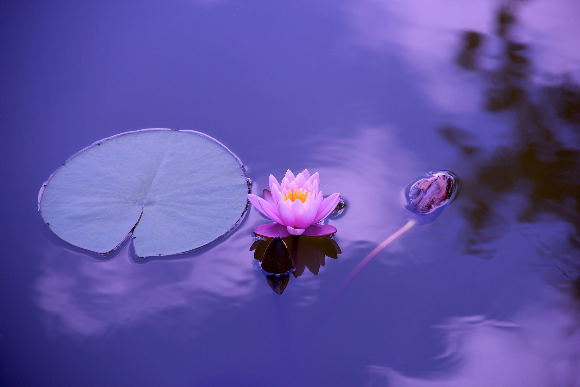 Conclusione Corso di Mindfulness a Scandiano