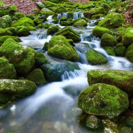 VITA DI SORGENTE – conclusione dell’11° percorso di Mindfulness per la Riduzione dello Stress