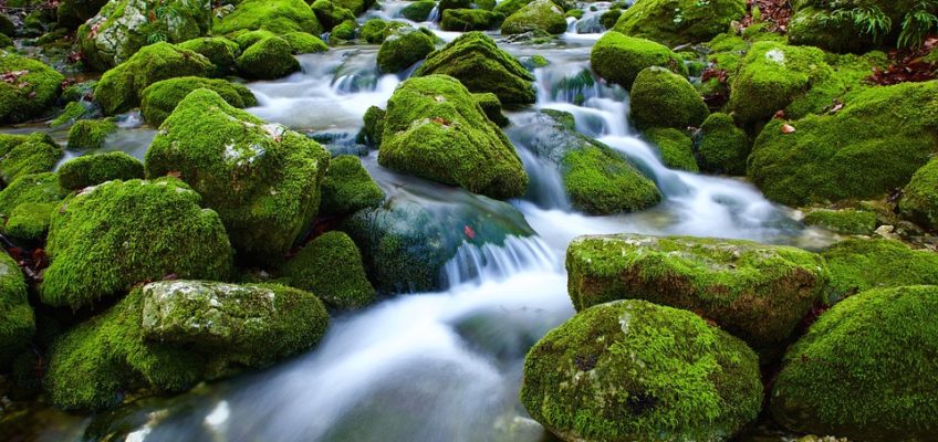 VITA DI SORGENTE – conclusione dell’11° percorso di Mindfulness per la Riduzione dello Stress